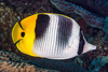 Pacific Double-saddle Butterflyfish - Photo (c) François Libert, some rights reserved (CC BY-NC-SA), uploaded by François Libert