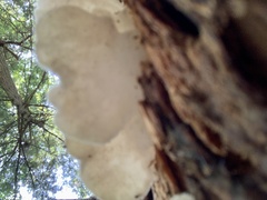 Pseudohydnum gelatinosum