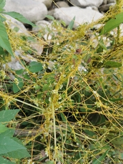 Cuscuta