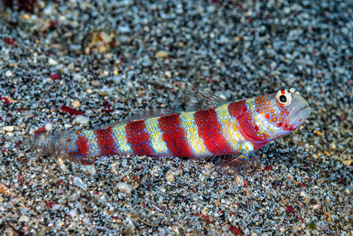 Gorgeous Shrimpgoby (Amblyeleotris wheeleri) · iNaturalist