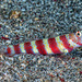 Gorgeous Shrimpgoby - Photo (c) François Libert, some rights reserved (CC BY-NC-SA), uploaded by François Libert