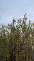 Arundo donax
