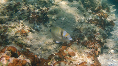 Diplodus vulgaris