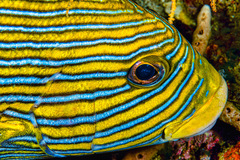 Plectorhinchus polytaenia