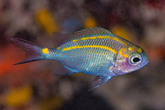 Acanthochromis polyacanthus