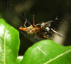 Micrathena sexspinosa