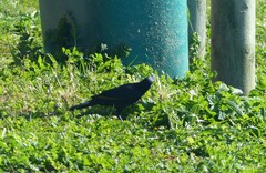 Onychognathus morio morio