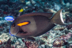 Acanthurus olivaceus