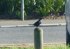 Onychognathus morio morio