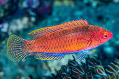 Cirrhilabrus chaliasi