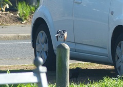 Onychognathus morio morio