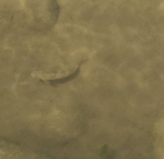 Catostomus tahoensis