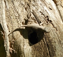 Sceloporus nelsoni