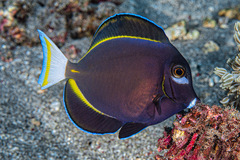 Acanthurus nigricans