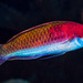 Ruby-headed Fairy Wrasse - Photo (c) François Libert, some rights reserved (CC BY-NC-SA), uploaded by François Libert