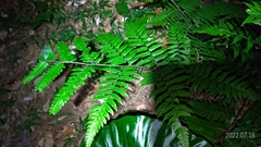 Diplazium taiwanense