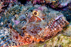Scorpaenopsis oxycephalus
