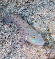 Valenciennea puellaris