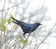 Lamprotornis australis