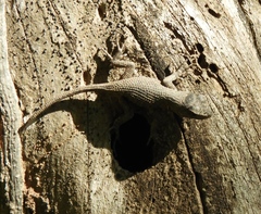 Sceloporus nelsoni
