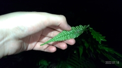 Diplazium taiwanense