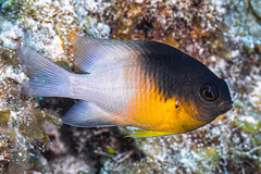 Stegastes partitus