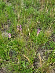 Polygala cretacea
