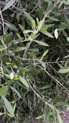 Olea europaea