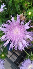 Stokesia