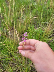 Polygala cretacea