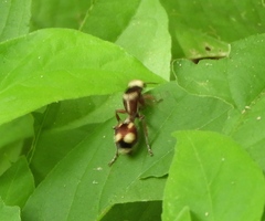 Dasymutilla fasciventris