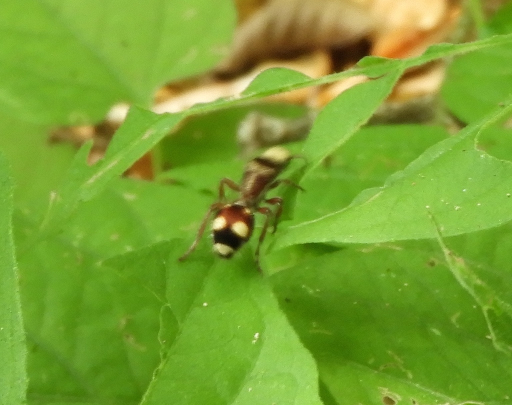 Dasymutilla fasciventris