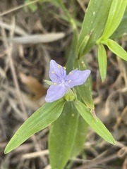 Tradescantia subaspera