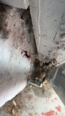 Steatoda nobilis