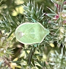 Chlorochroa