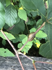 Neolasioptera vitinea