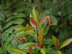 Syzygium cumini