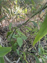 Tradescantia subaspera