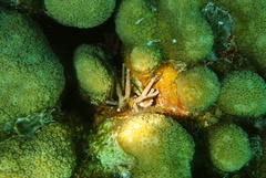 Eucidaris tribuloides