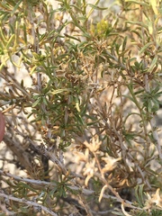 Chrysothamnus viscidiflorus puberulus