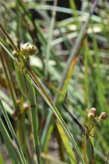 Sisyrinchium hitchcockii
