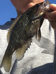 Ambloplites rupestris