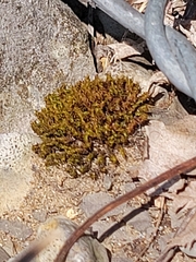 Ulota crispa