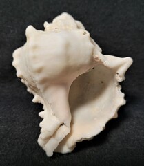 Phyllonotus erythrostomus