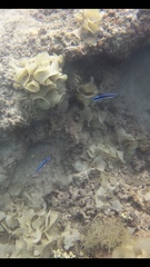 Labroides dimidiatus