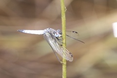 Palpopleura deceptor