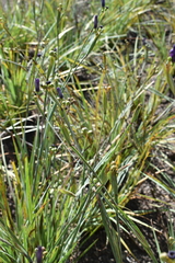 Sisyrinchium hitchcockii