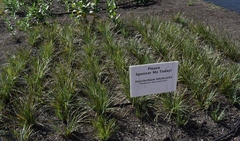 Sisyrinchium hitchcockii