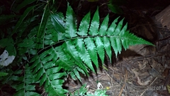 Diplazium taiwanense