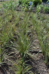 Sisyrinchium hitchcockii